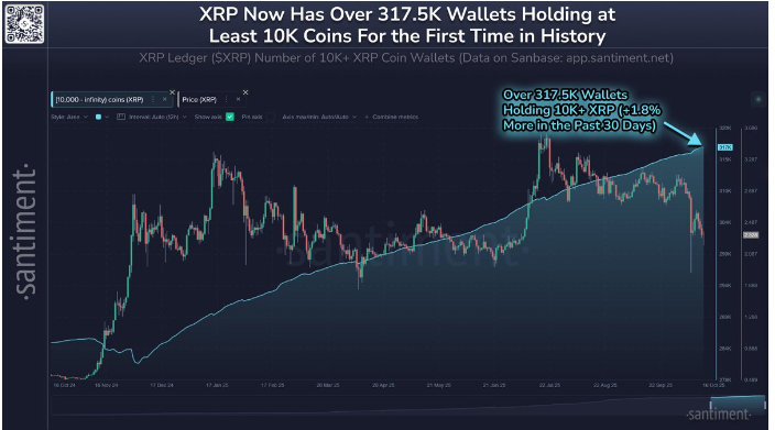 XRP钱包持有10000+代币,价格反弹53,达到创纪录的317500